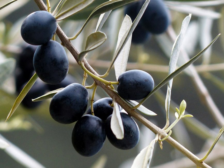 Branche d'olivier avec des fruits