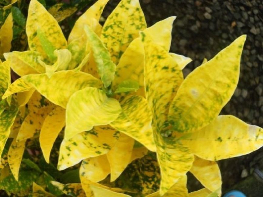 Une variété lumineuse attire immédiatement le regard par la couleur de son feuillage.