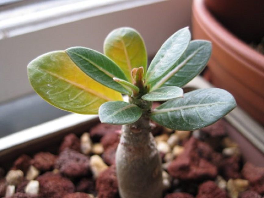 les feuilles jaunissent