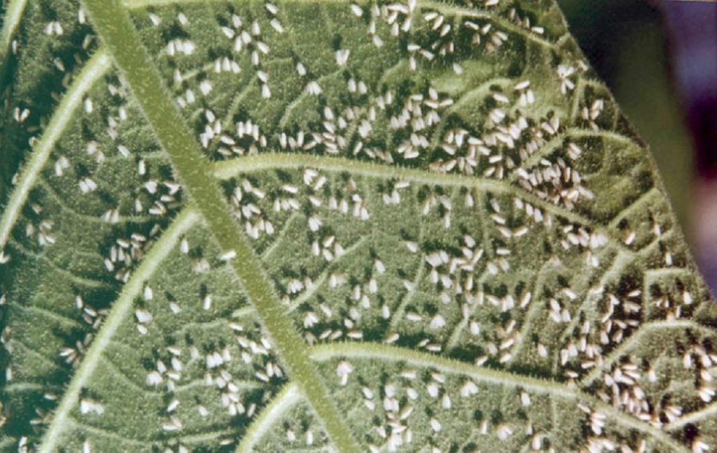 infestation d'aleurodes