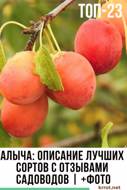 description de la prune de cerise variété avis de photos