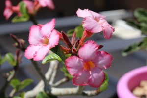 Adenium à la maison: types, plantation et soins, maladies et ravageurs des plantes. Comment tisser une queue de cochon et créer une composition lumineuse à partir de différentes variétés? (60+ photos)