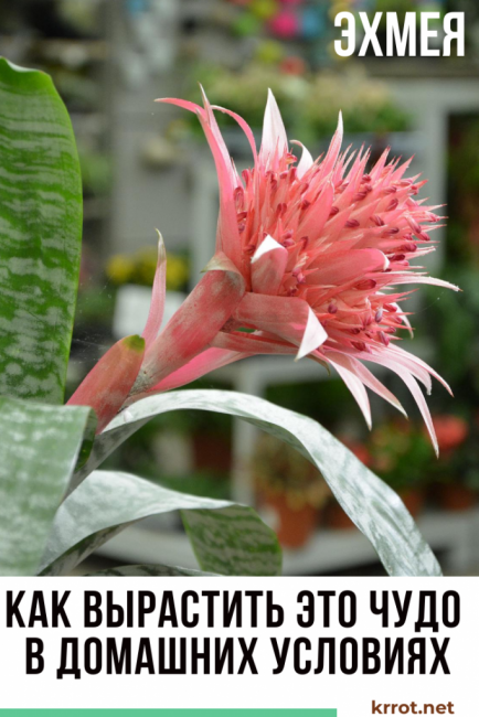 echmée à la maison