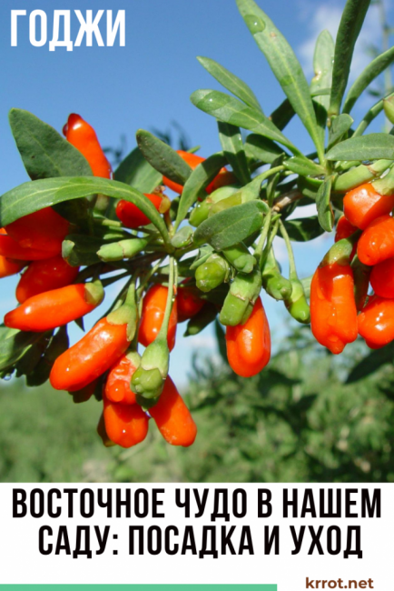 plantation et entretien du goji