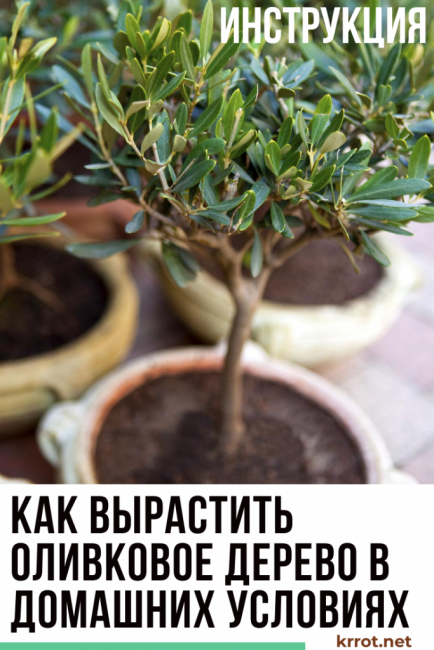 olivier à la maison