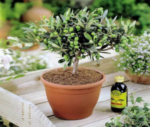 Comment faire pousser un olivier à la maison - du choix d