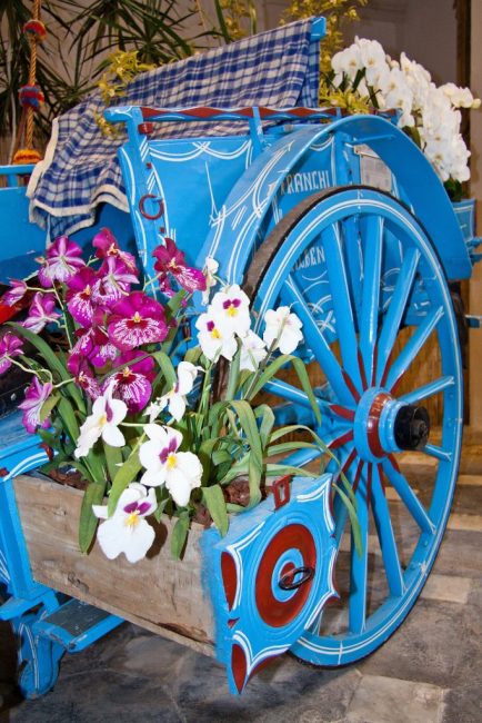 Dendrobium - la plus belle fleur