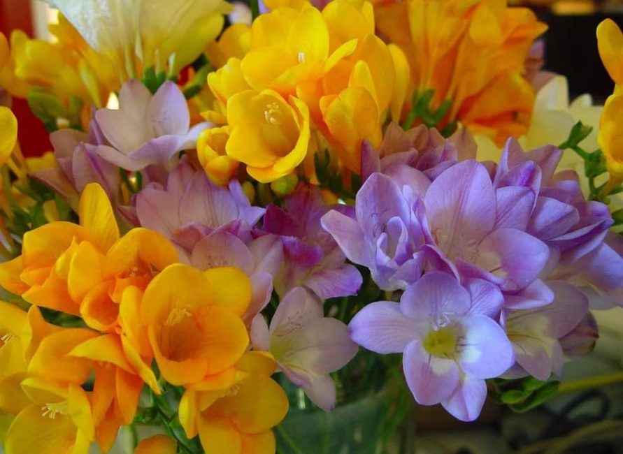 Apparition de fleurs