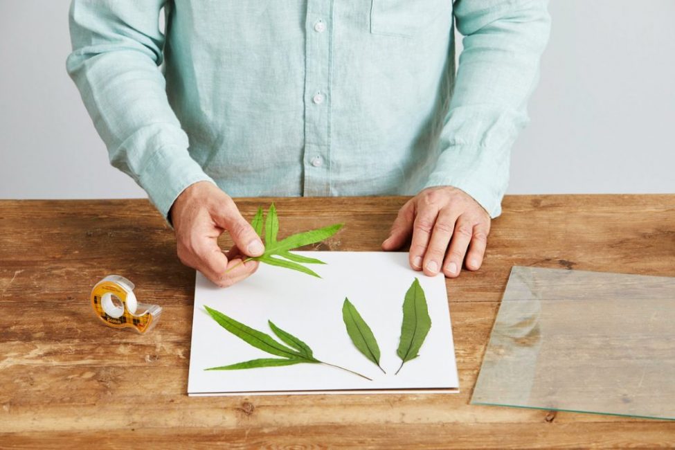 Vous pouvez organiser les éléments végétaux dans l'ordre de votre choix.