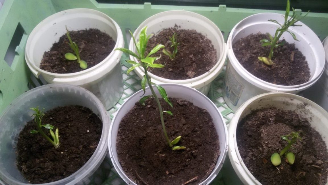 Pêches germées chaudes au cinquième mois après la plantation