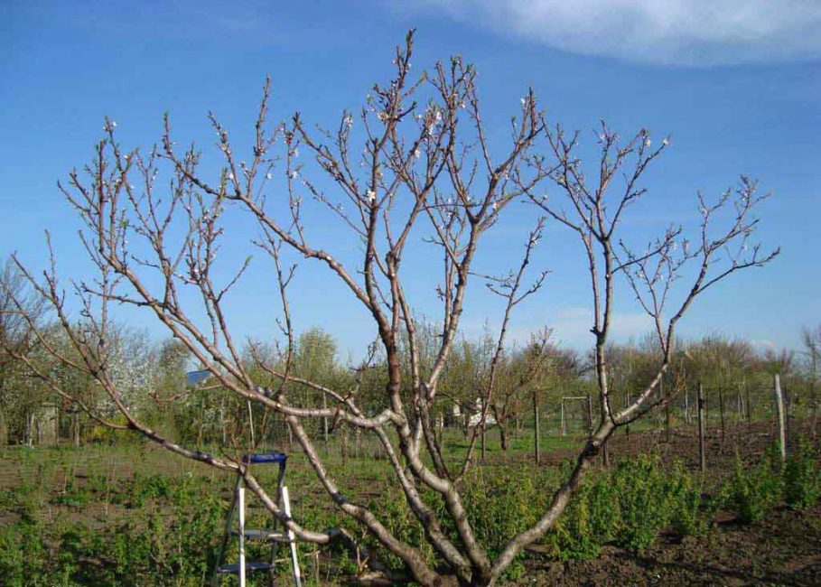 Couronne d'abricot de forme correcte