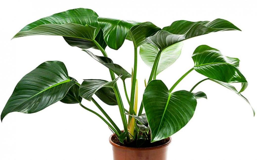 Philodendron