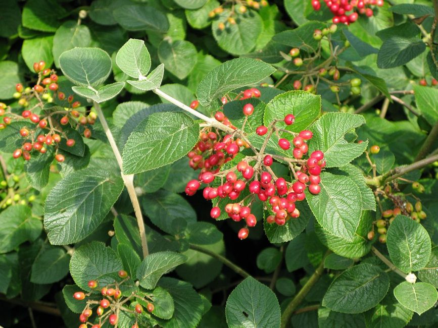 Fierté de Viorne (Viburnum lantata)