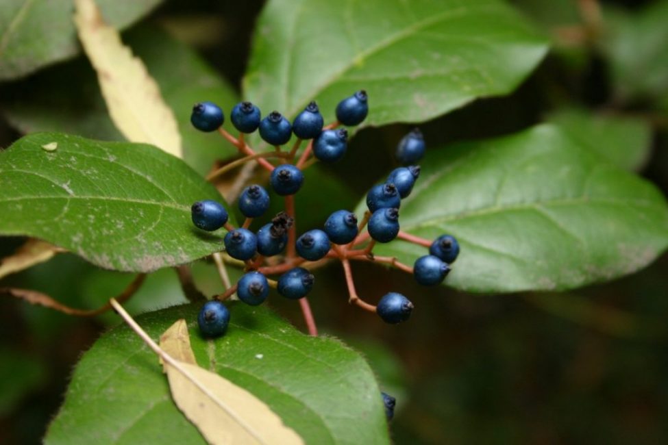 Viorne de laurier (Viburnum tinus)