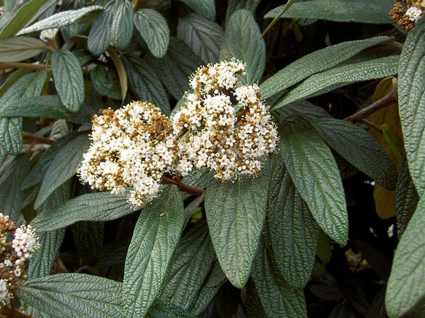 Viorne ridée (Viburnum rhytidophyllum)