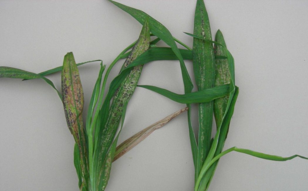 Feuilles d'une plante malade