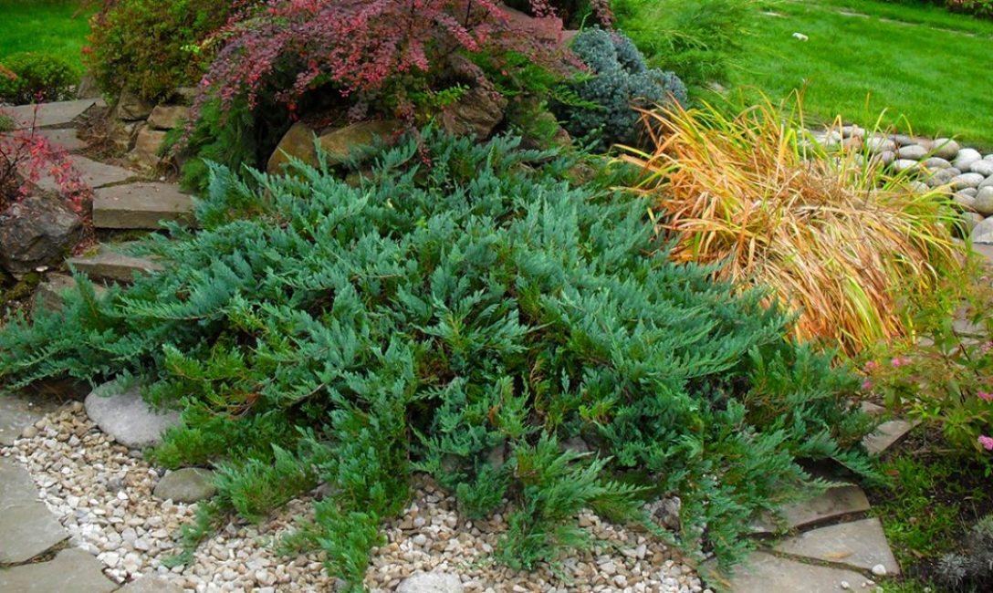 Composition au genévrier