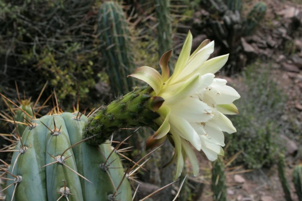 Trichocereus
