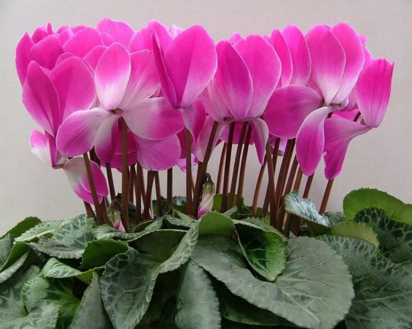 Cyclamen