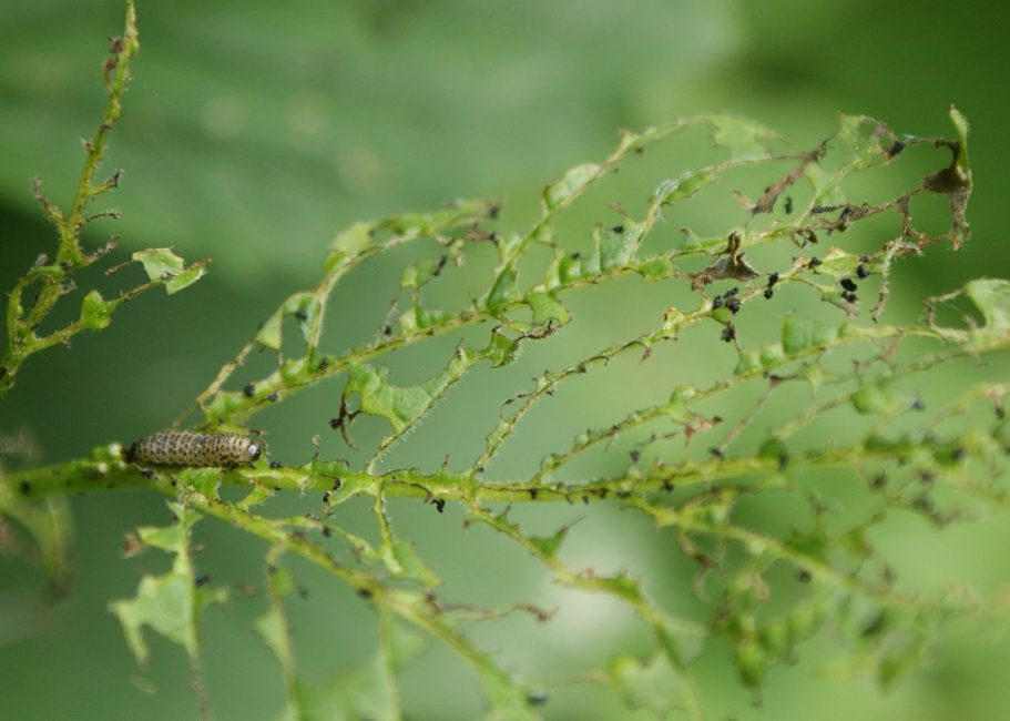 Un petit nombre de chenilles de coléoptères peuvent détruire complètement le feuillage d'un buisson en quelques jours.