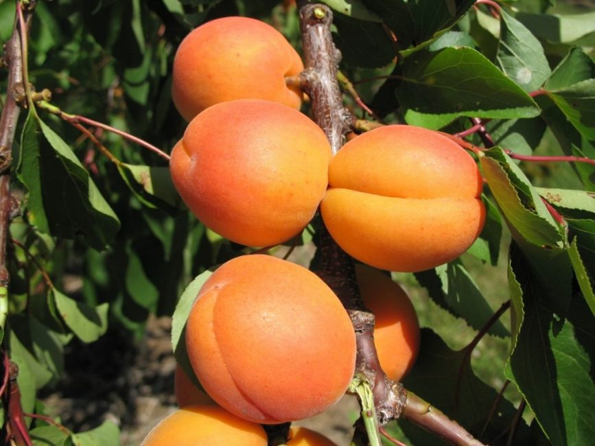 Abricots de la variété Favorit