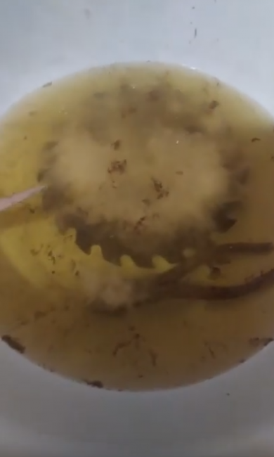 Versez de l'eau dans un bol ou une casserole, ajoutez 10 grammes d'acide citrique et portez l'eau à ébullition. Mettez-y des outils rouillés et faites-les bouillir pendant cinq à sept minutes.