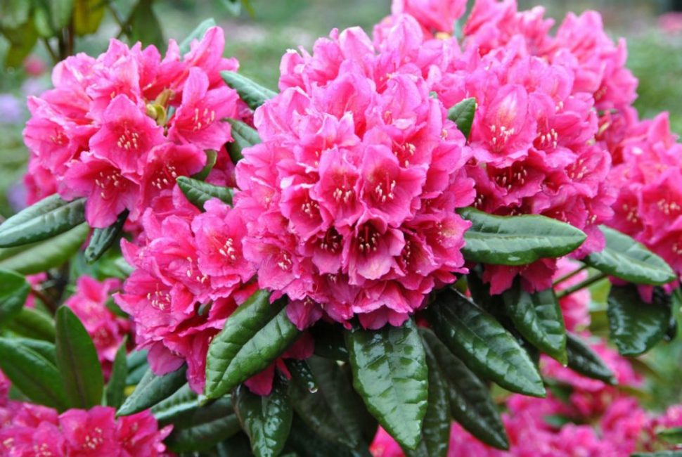 Rhododendron