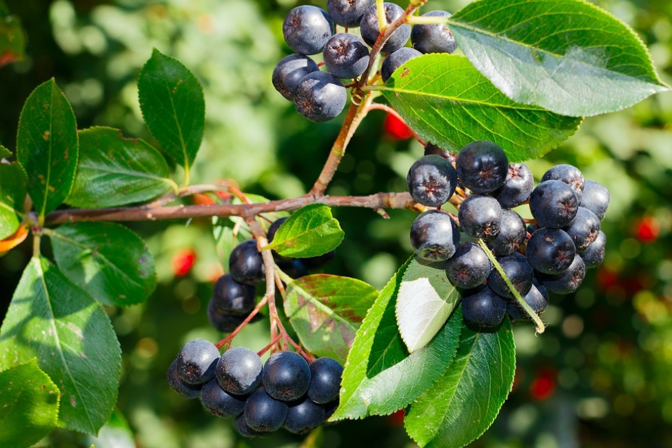fruit de l'aronia