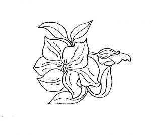 (120+ photos et vidéos)