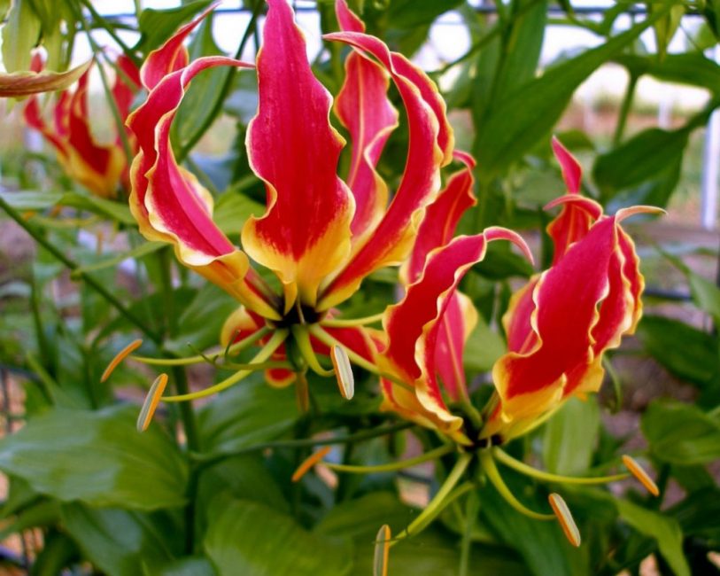 Gloriosa