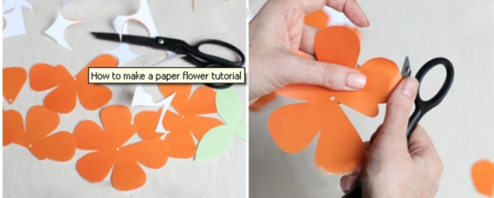 Tordant les pétales