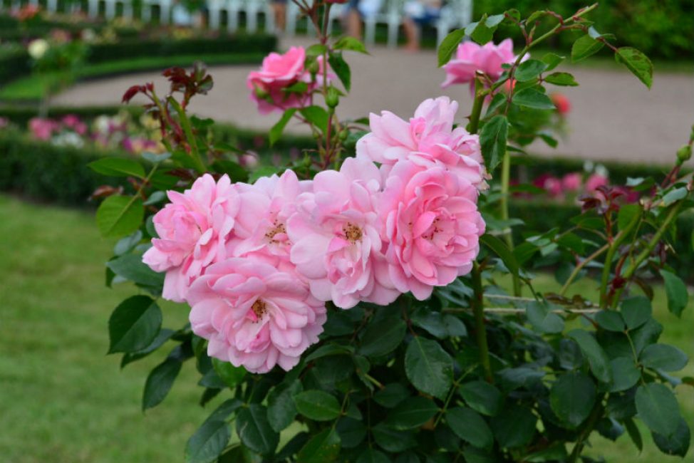 Combinaison d'une beauté exquise et d'un caractère sans prétention