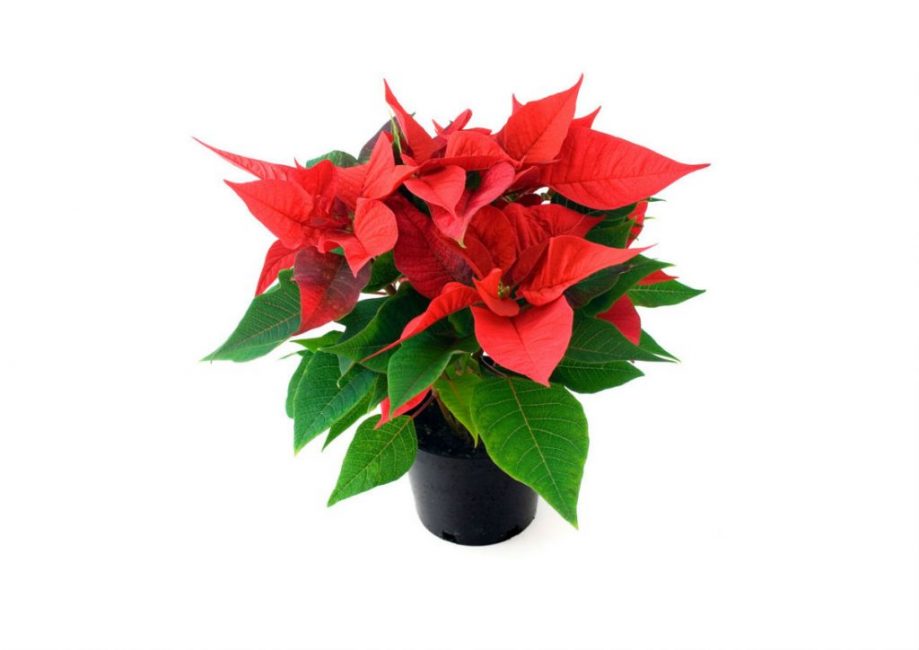 poinsettia
