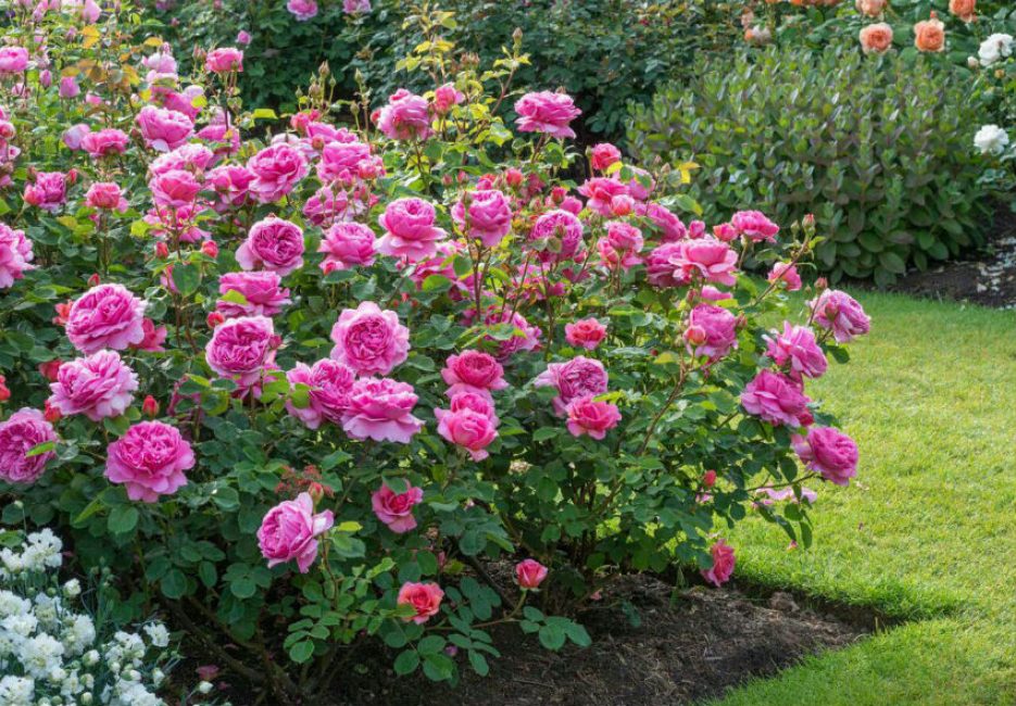 Même avec des lacunes, l'amour des floriculteurs ne diminue pas