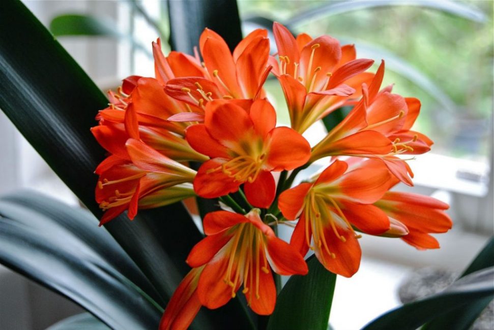 Clivia