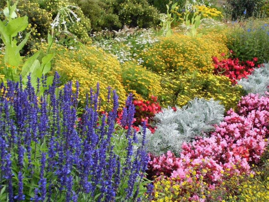 Floraison pendant plus d'une saison