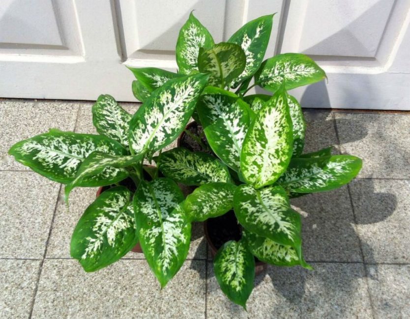 dieffenbachia