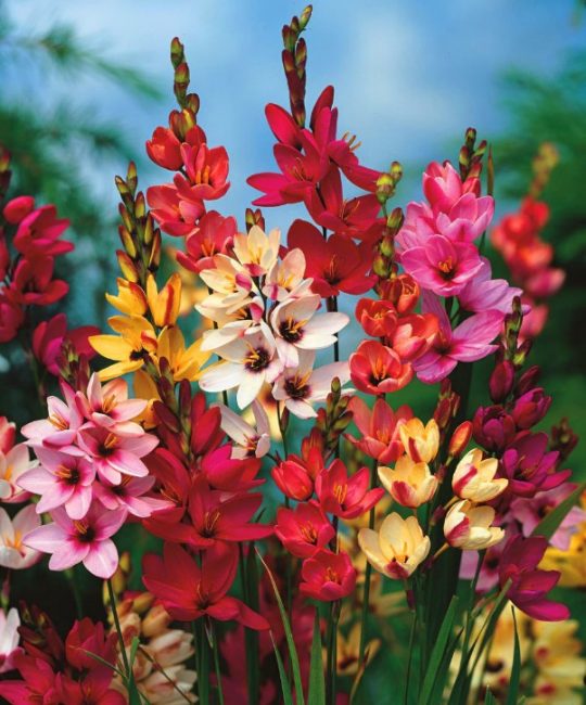 Eventail africain vivace Ixia