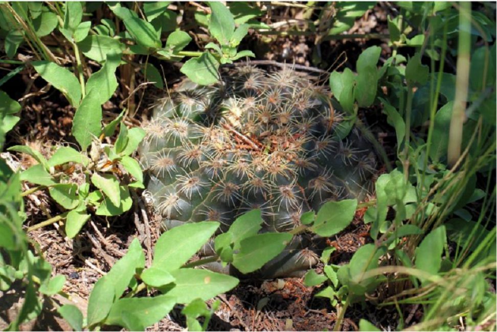 Espèce de Gymnocalycium affine à l'état sauvage, Argentine