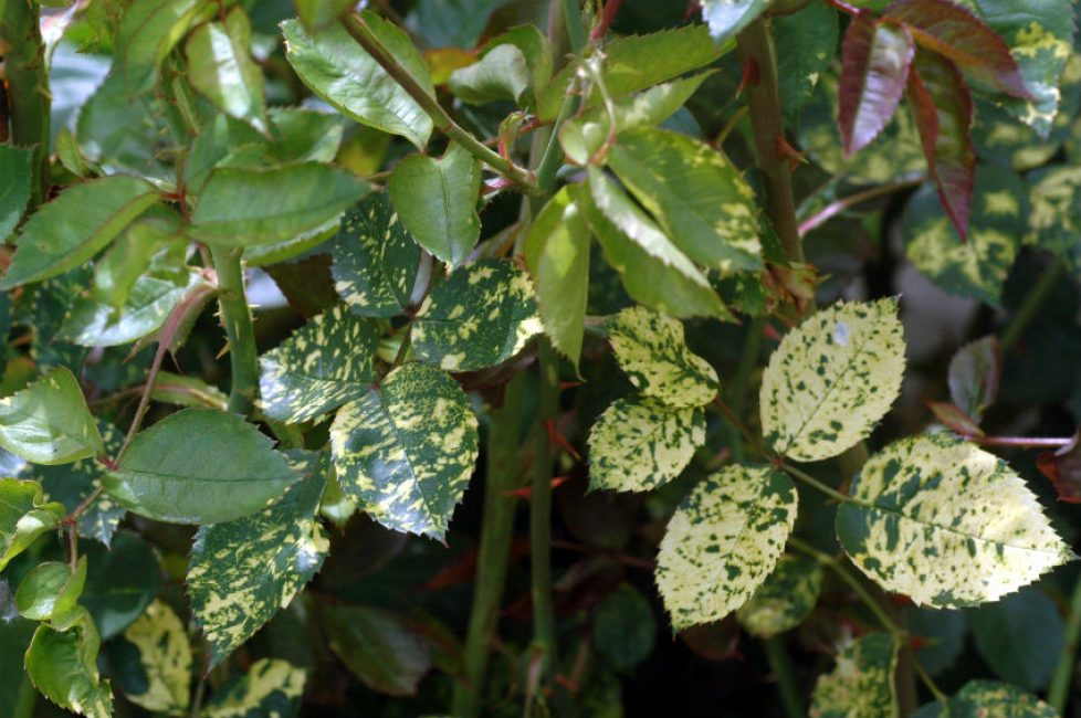 Virus de la mosaïque de Rezuhi