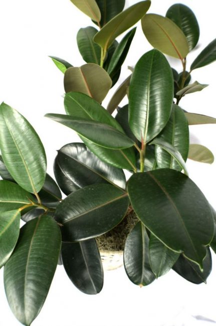ficus