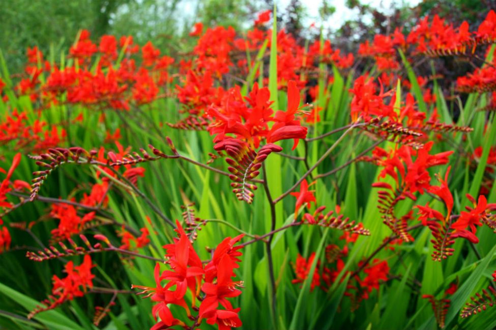 Crocosmie