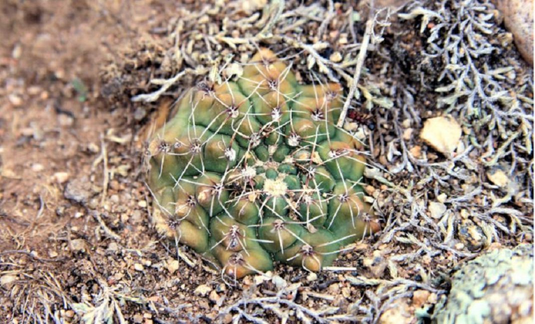 Le cactus hivernant jaunit par manque d'eau