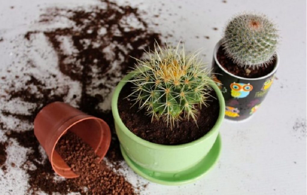 Le sol pour les cactus d'intérieur doit être meuble