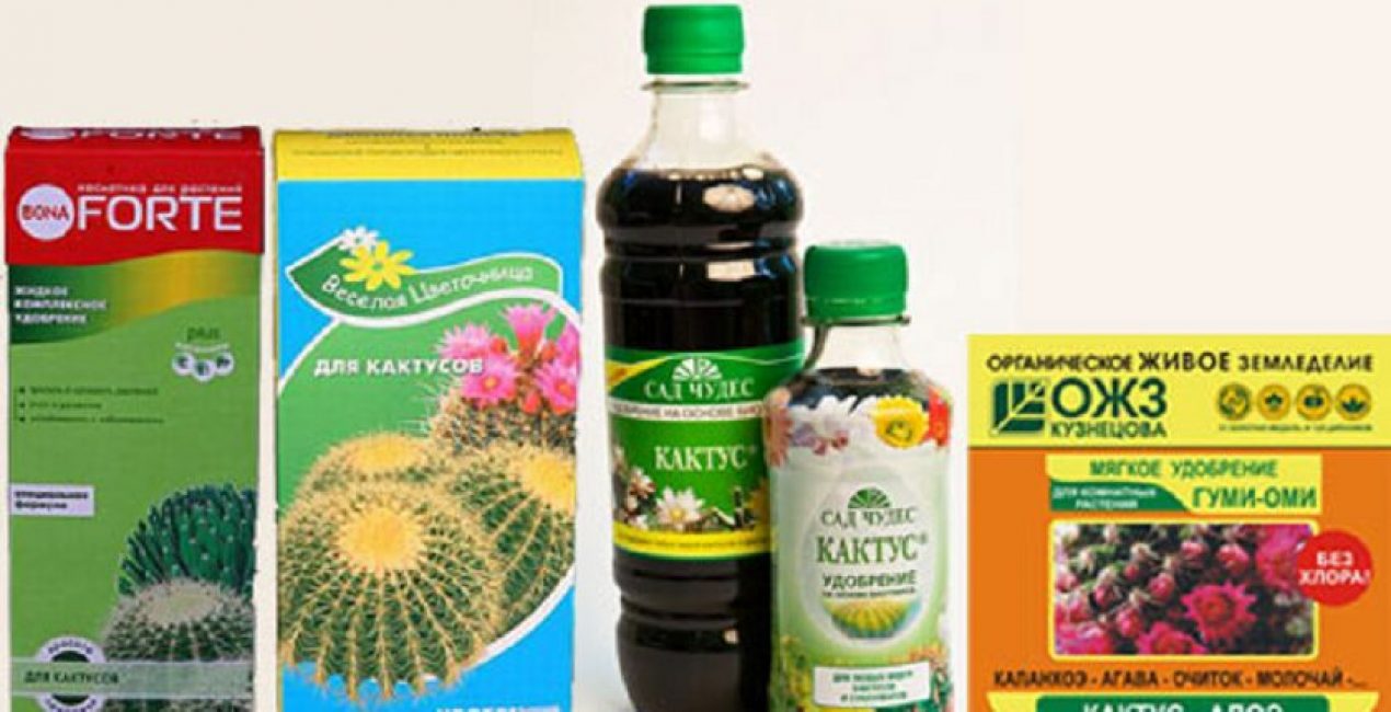 Engrais en poudre et liquides pour cactus