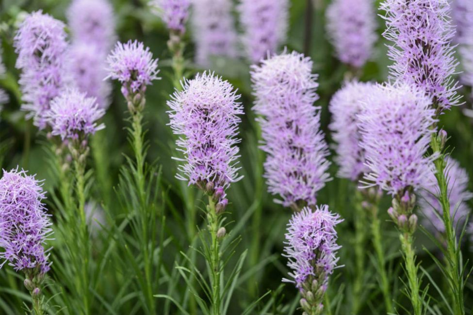 Liatris