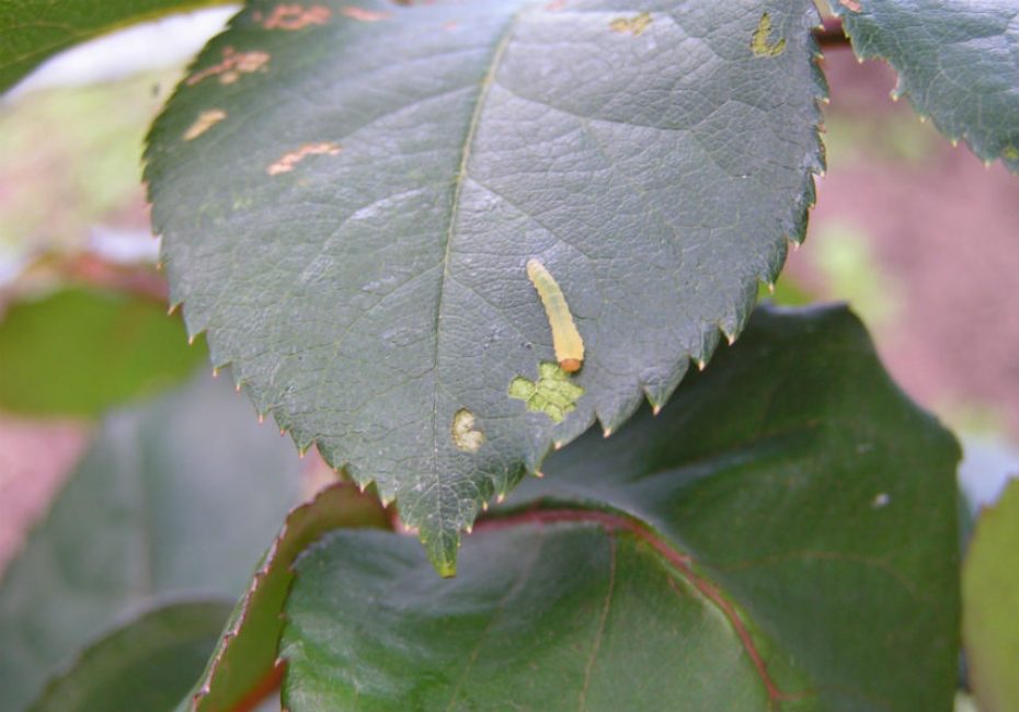 Tenthrède du rosier