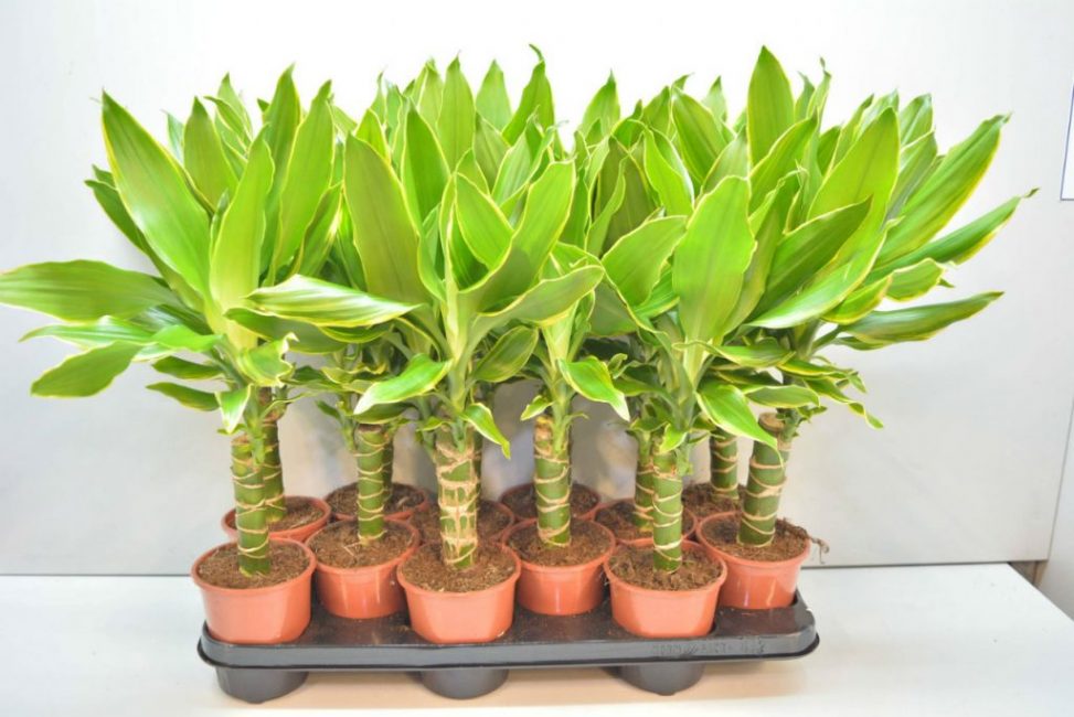 Dracaena