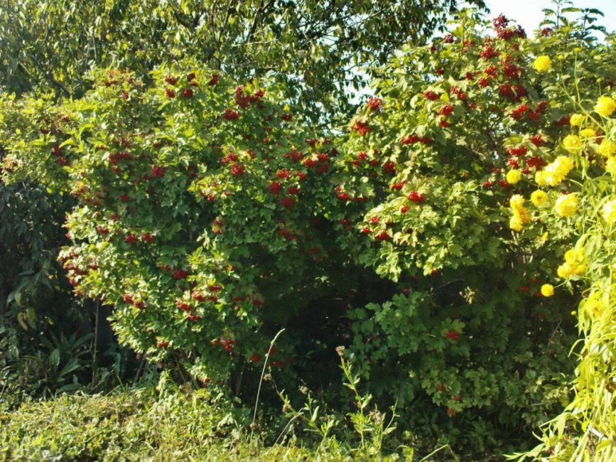 Grand buisson pendant la fructification