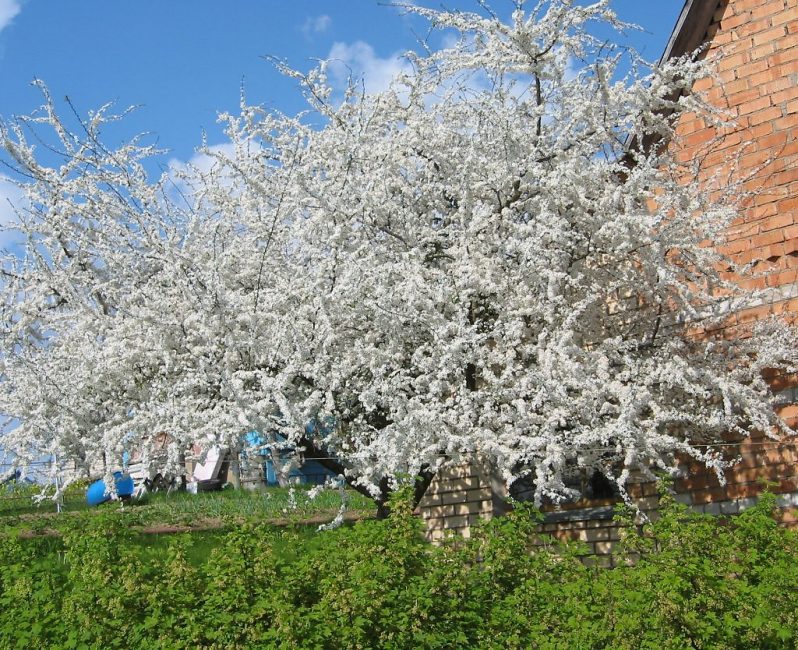 La prune cerise a une couronne dense qui nécessite une taille régulière